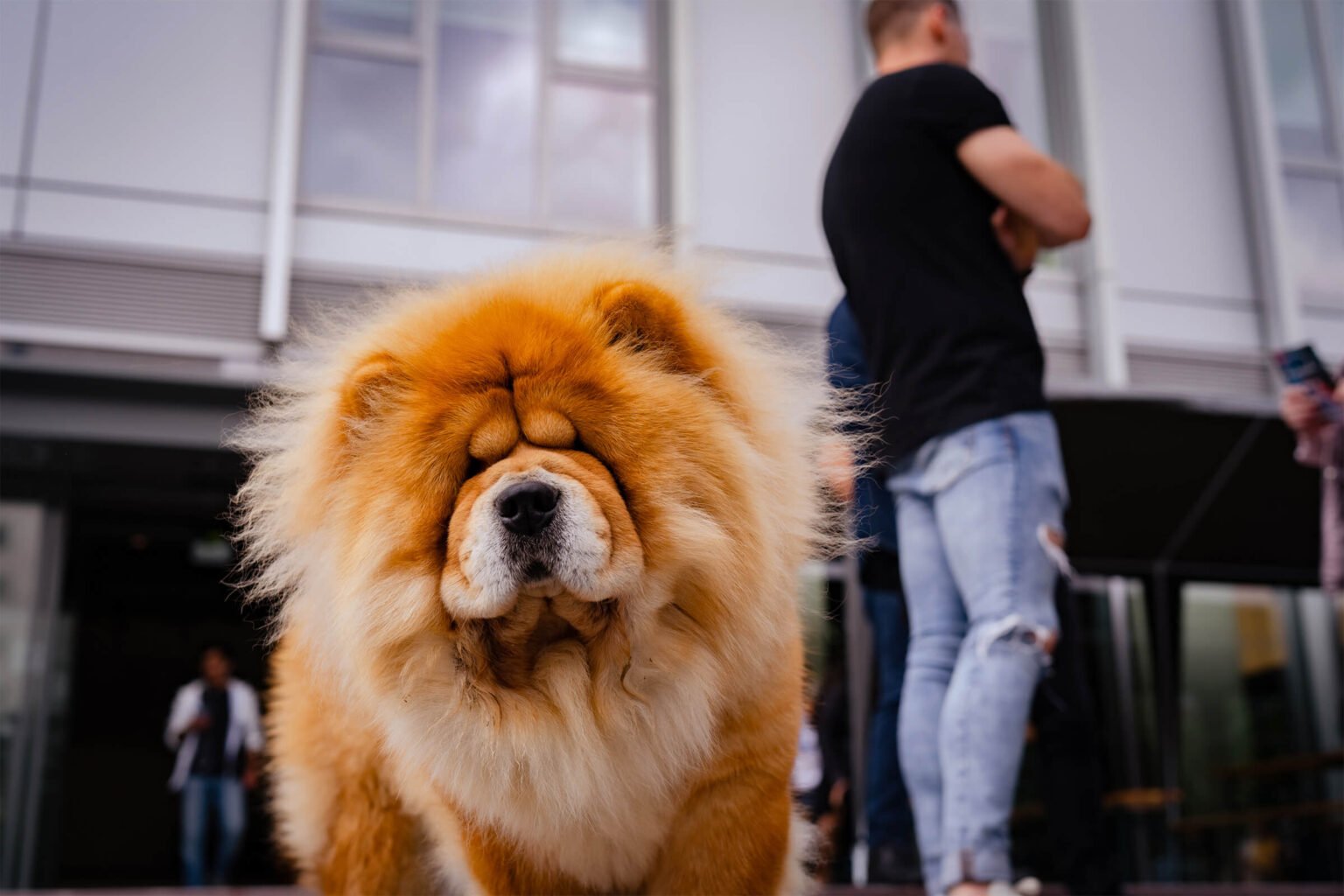 Pet-friendly apartments with picture of large chow chow dog outside