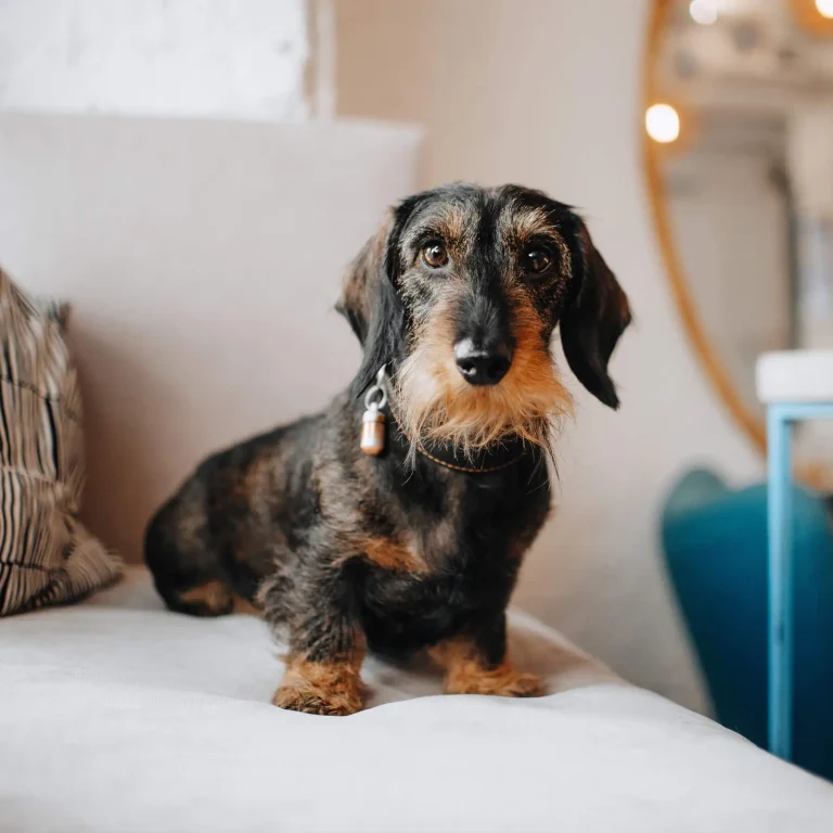 Small dog sitting on sofa in an apartment