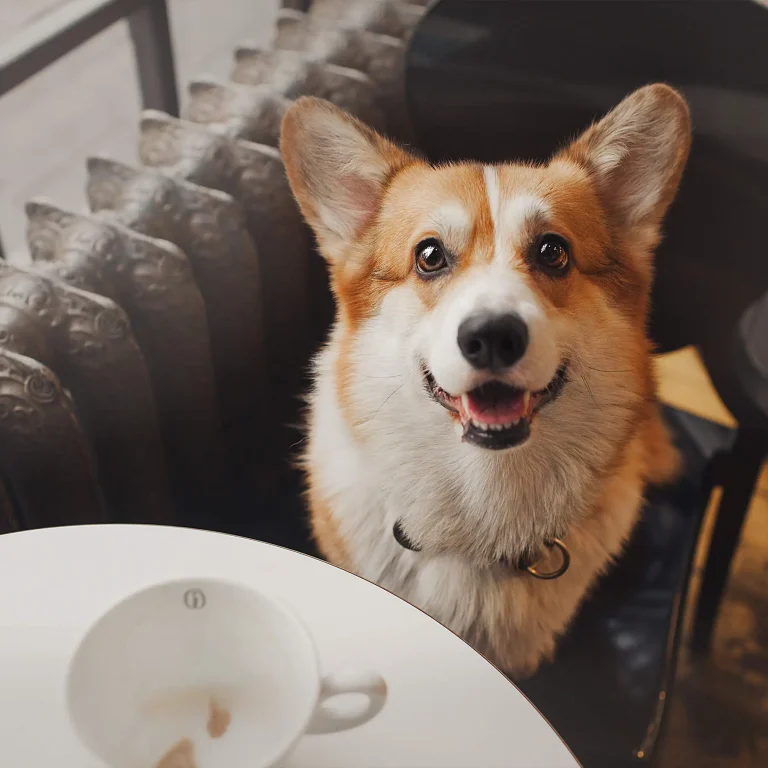 Corgi dog sitting in a pet-friendly cafe